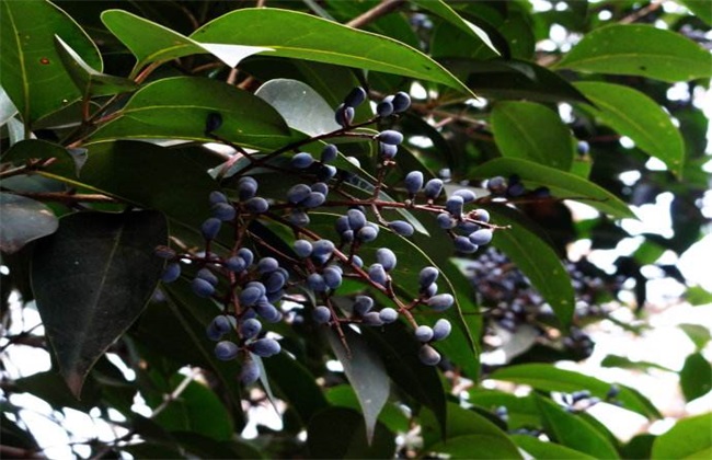 女贞子的繁殖办法