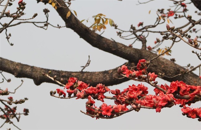 木棉的种植办法