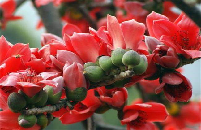 木棉的种植办法