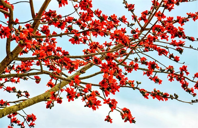 木棉的种植办法