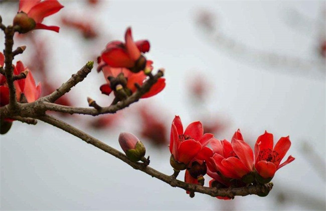 木棉的种植办法