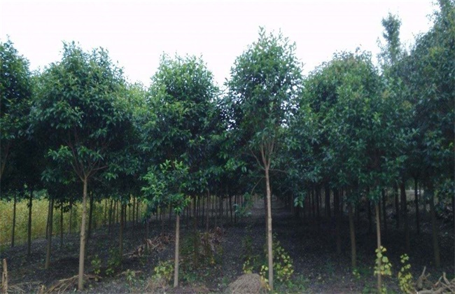 女贞子的繁殖办法