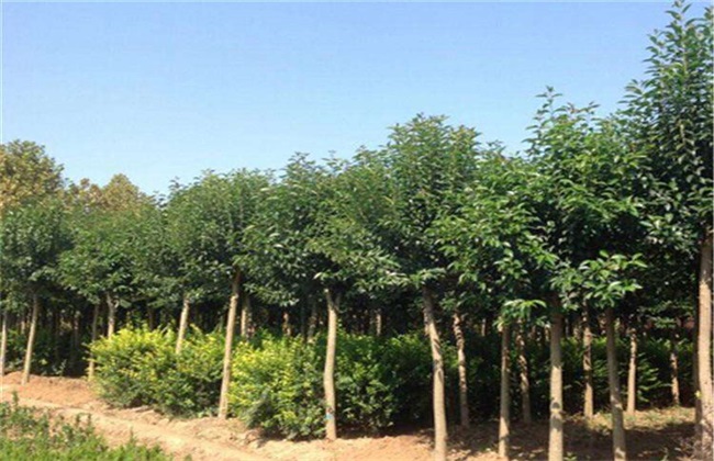 女贞子的繁殖办法