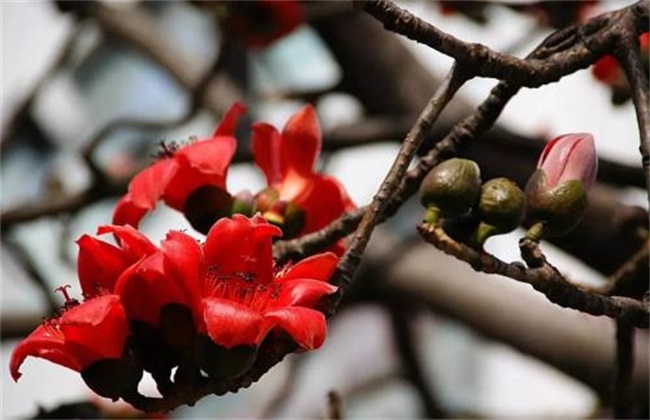 木棉的种植办法