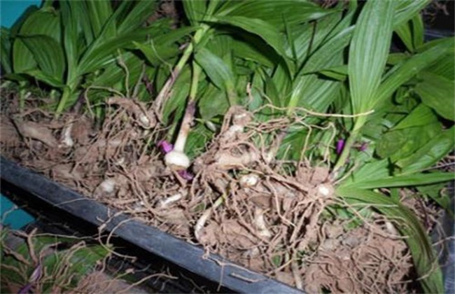 黄精的繁殖办法