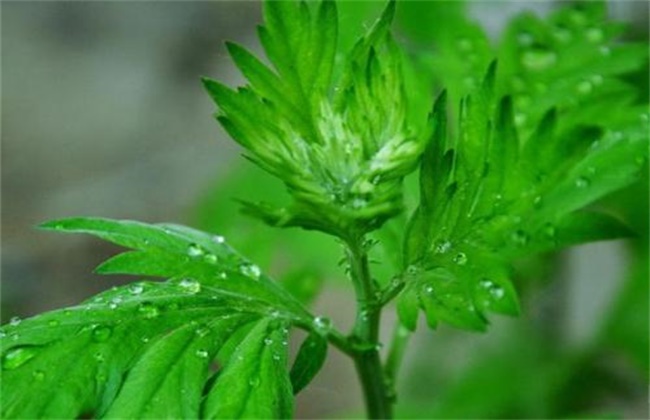 青蒿病虫害的防治办法