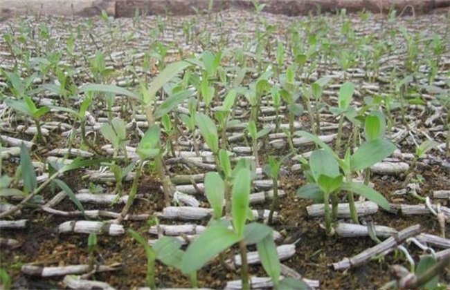 石斛扦插繁殖技术