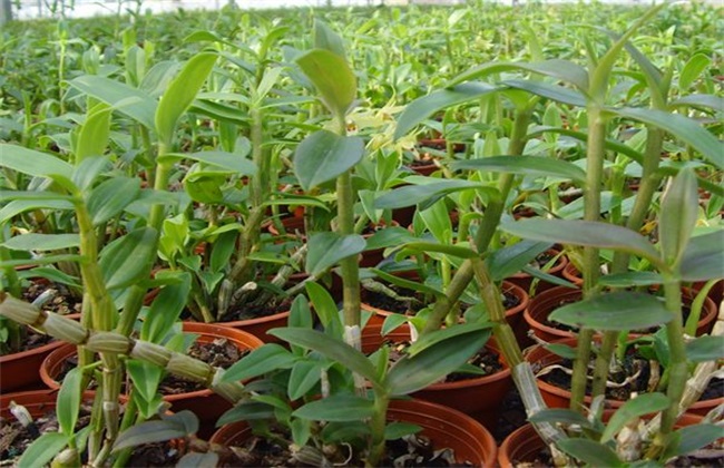 石斛扦插繁殖技术