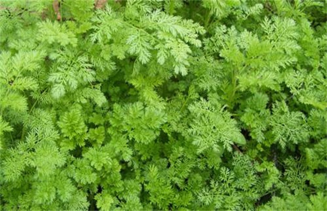 青蒿病虫害的防治办法