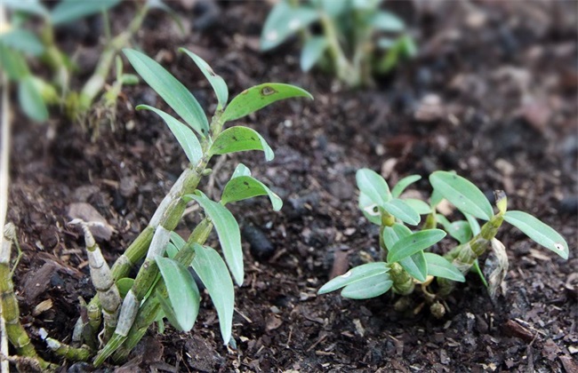 石斛扦插繁殖技术