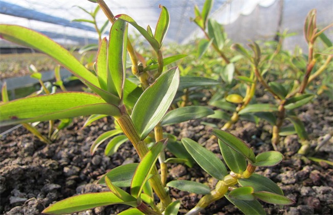 石斛扦插繁殖技术