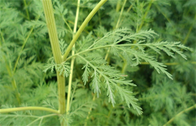 青蒿病虫害的防治办法