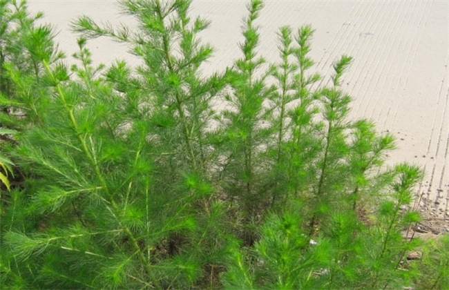 青蒿病虫害的防治办法