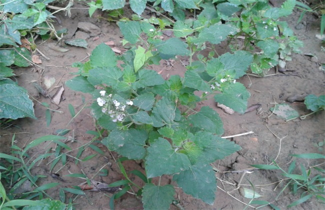 荆芥经常遇见病害的防治办法