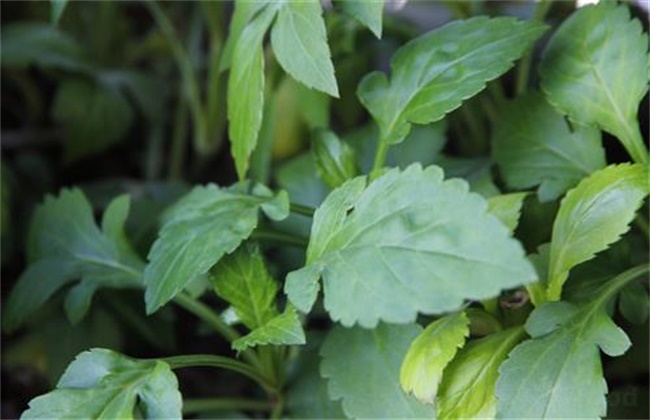 荆芥经常遇见病害的防治办法