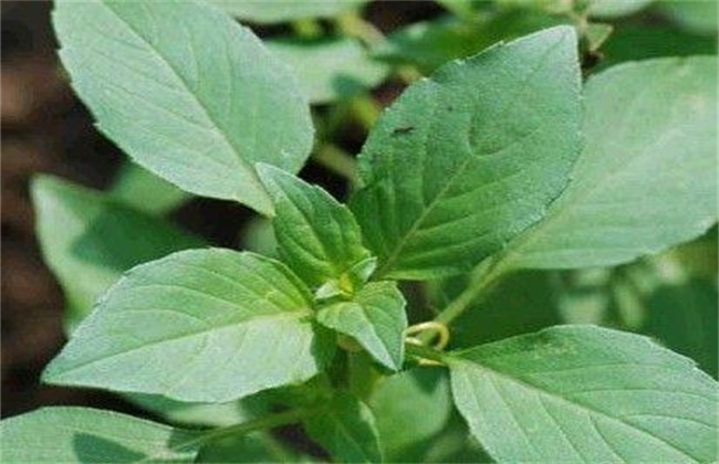 荆芥经常遇见病害的防治办法