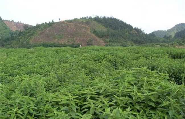 溪黄草的种植注意些什么