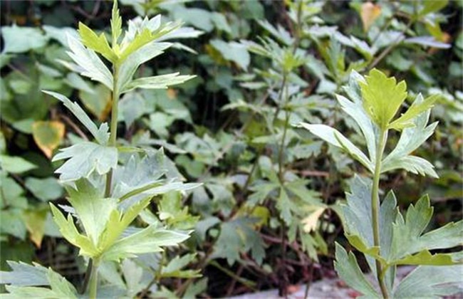 附子的种植需要求