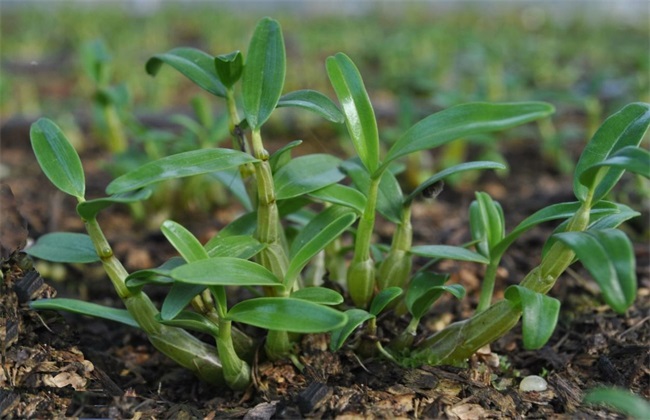 种植石斛要考虑什么