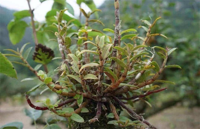 种植石斛要考虑什么