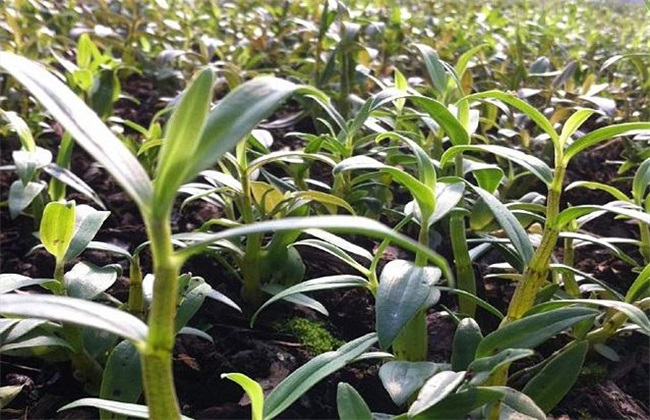 种植石斛要考虑什么