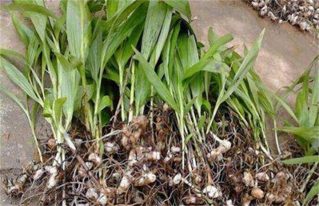 种植白芨经常遇见问题