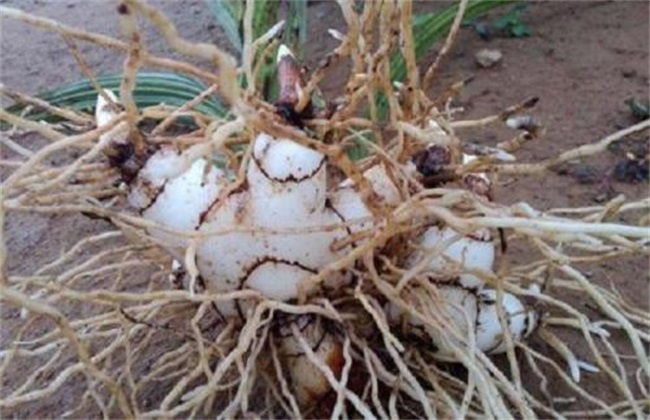 种植白芨经常遇见问题