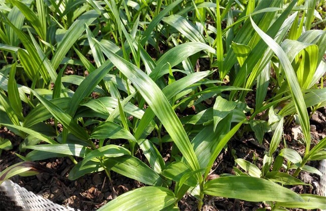 种植白芨经常遇见问题