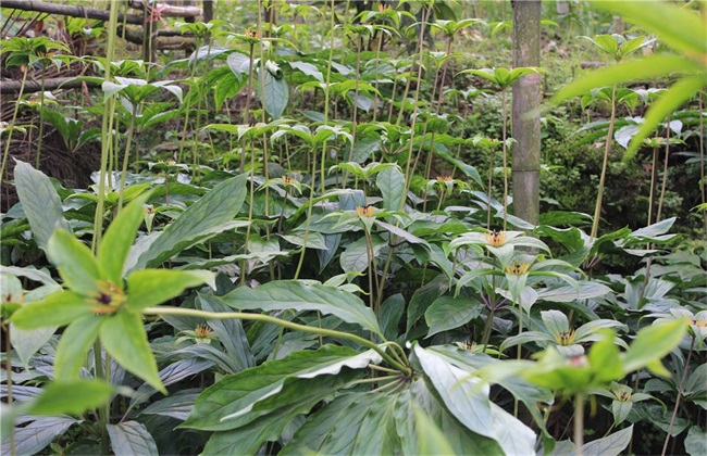 新手种植重楼经常遇见问题