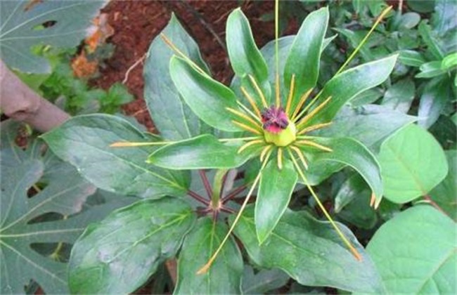 新手种植重楼经常遇见问题