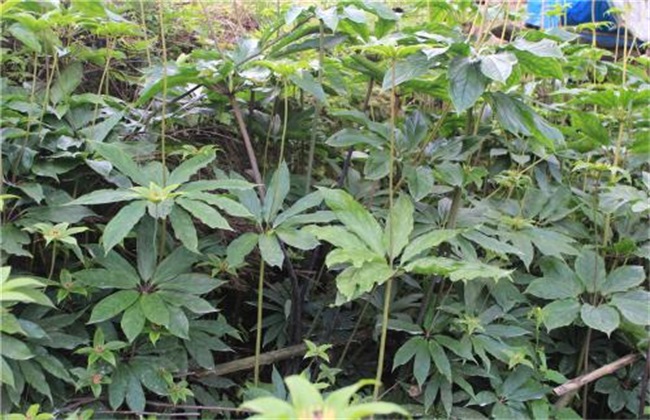 新手种植重楼经常遇见问题