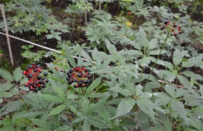 珠子参的种植技术