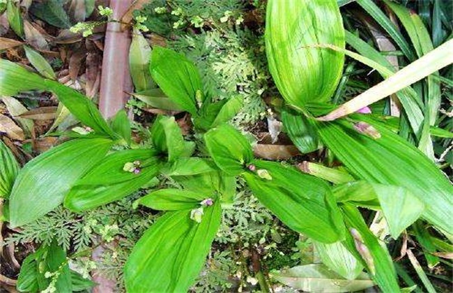 竹节参的种植技术