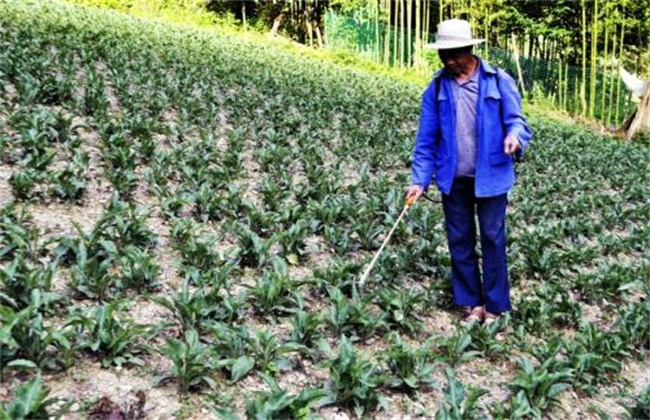 紫菀怎么种植