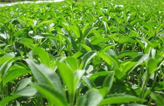 甜叶菊种植注意些什么
