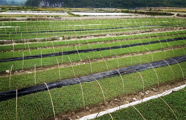 甜叶菊种植注意些什么