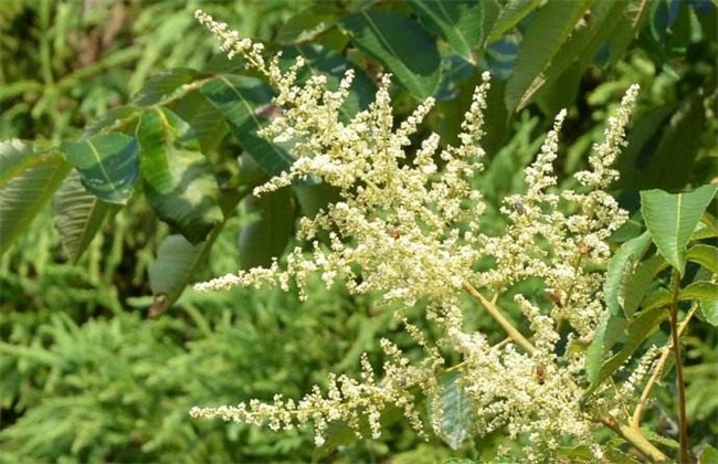 五倍子种植技术方法技巧