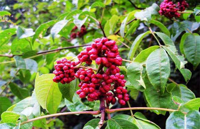 五倍子种植技术方法技巧