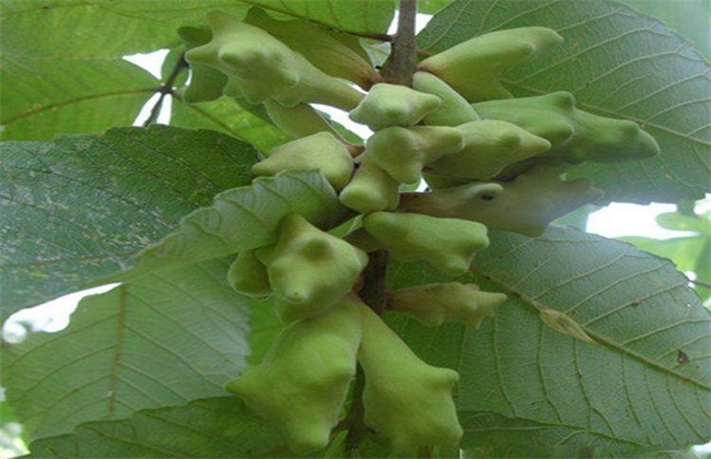 五倍子种植技术方法技巧