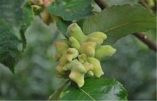 五倍子种植技术方法技巧