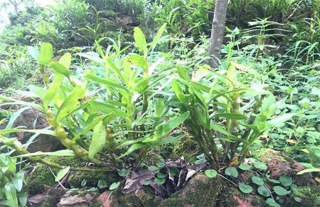 金钗石斛的种植办法