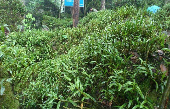 金钗石斛的种植办法