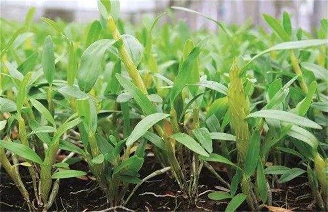 金钗石斛的种植办法