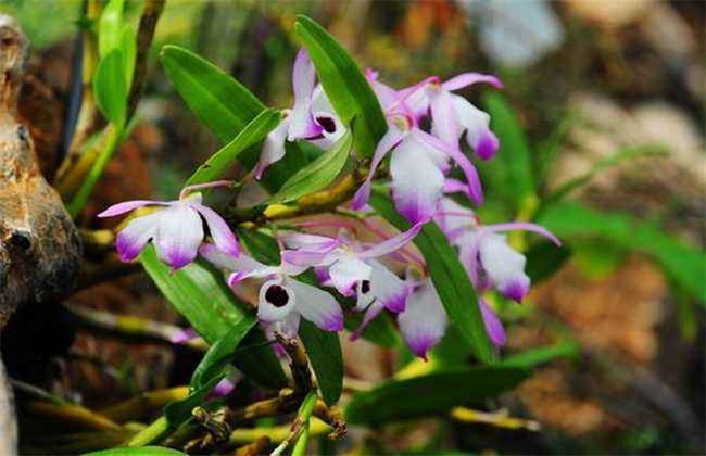 金钗石斛的种植办法