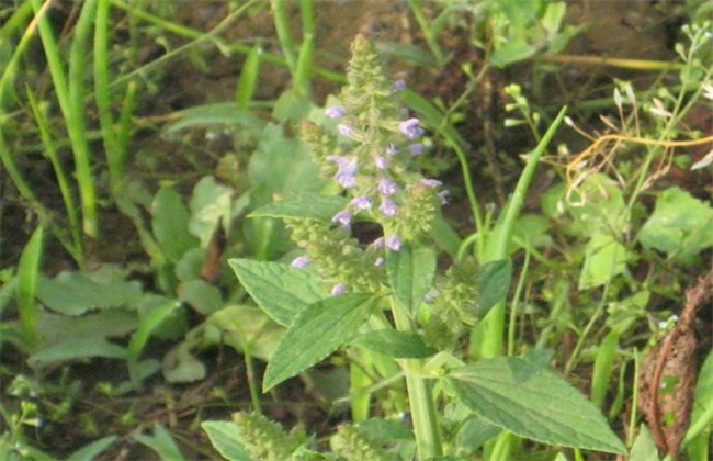 雪见草的繁殖办法