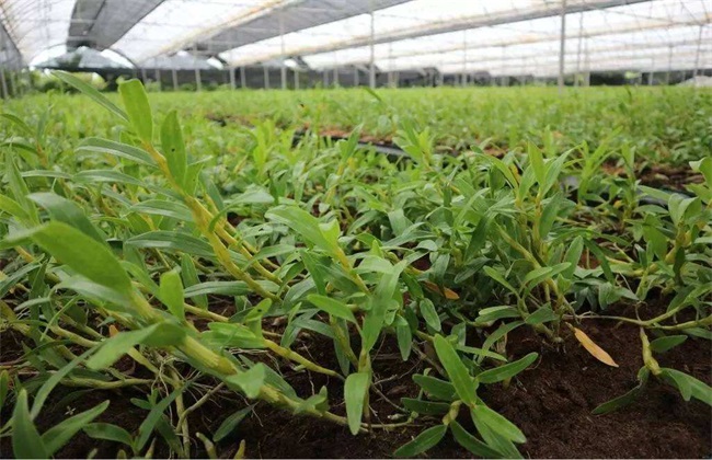 金钗石斛的种植办法