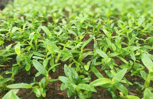 金钗石斛的种植办法