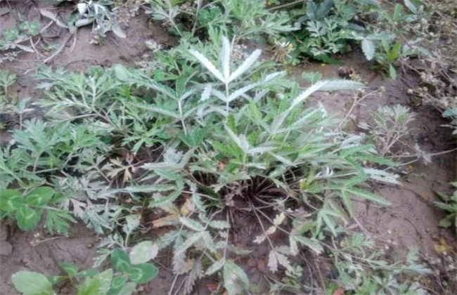 翻白草的种植技术