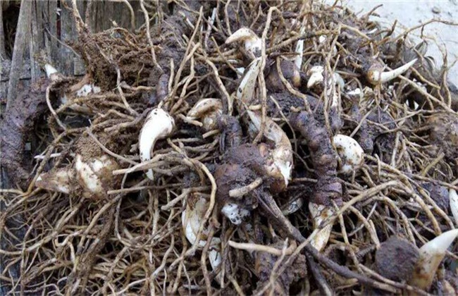 重楼种子繁殖技术