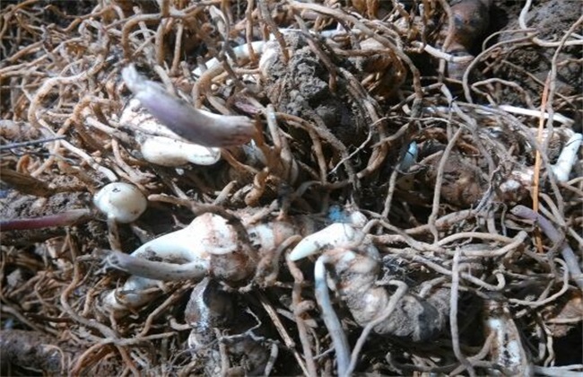 重楼种子繁殖技术